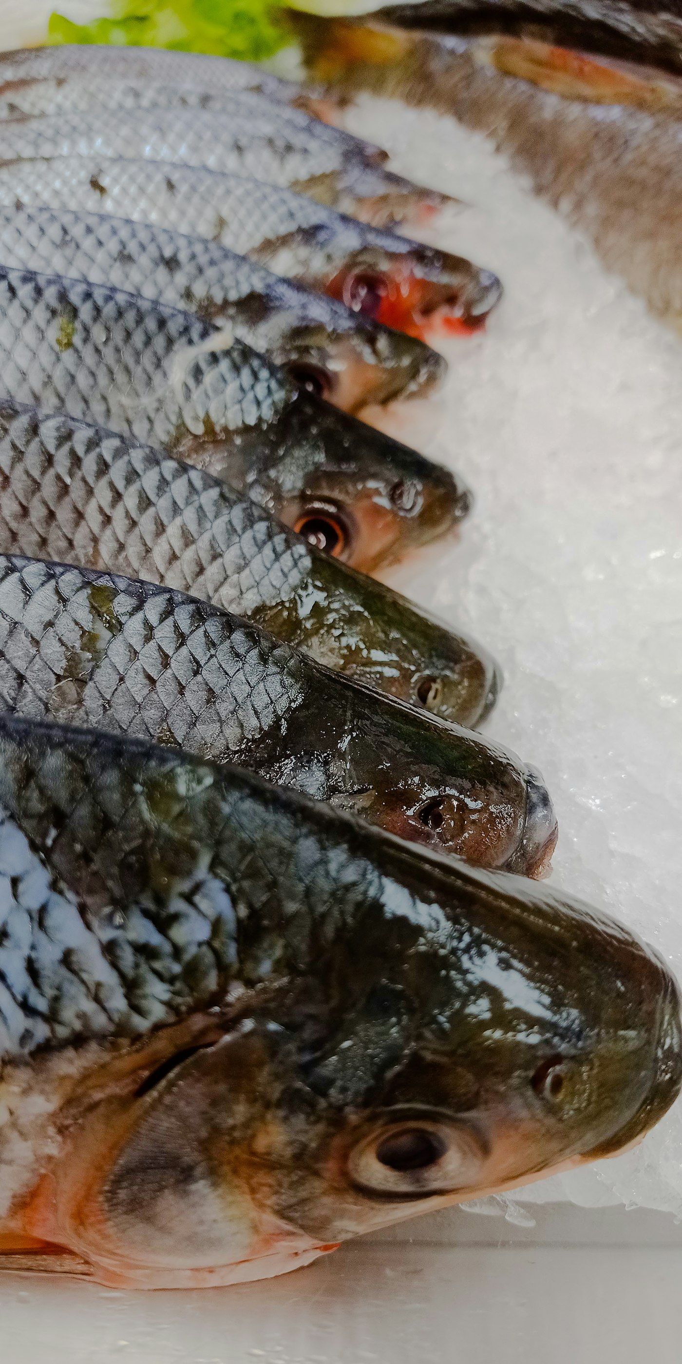 A row of whole fresh freshwater carp laid on crushed ice